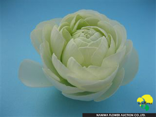 Ranunculus M-White.jpg